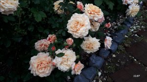 Володя, Я и любимые розы 2025