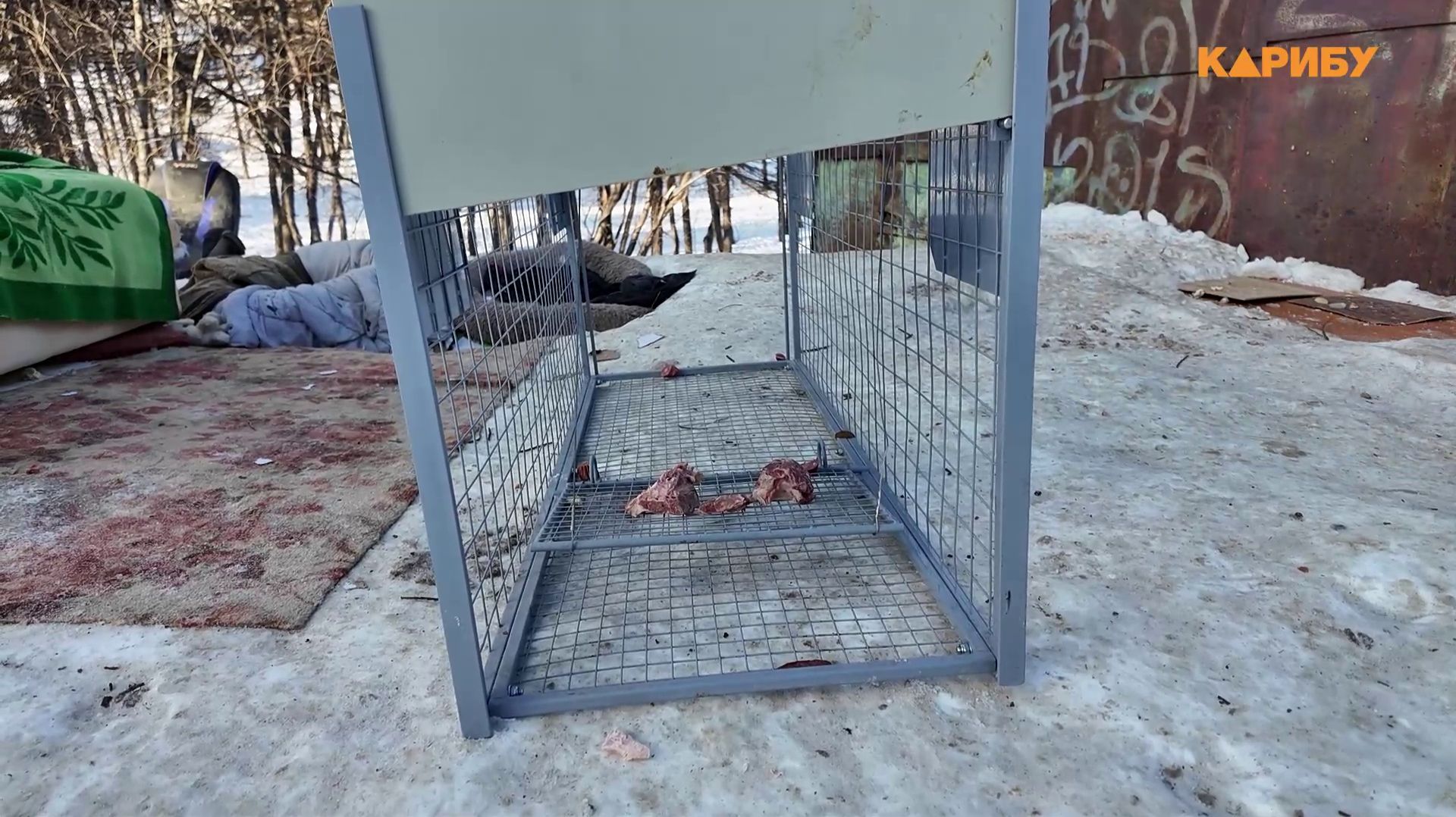 Отлов безнадзорных собак ведут в городе по жалобам жителей смотреть онлайн