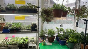 Петунии полтора месяца. Что такое Светёлка? Обзор растений в светёлке.