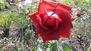 Валерий Плесеинов - Алая роза на белой простыни