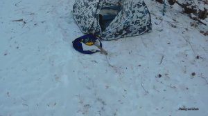 Налим на живца зимой. 1 сезон. 7 серия. (Налим на СТУК в мороз)