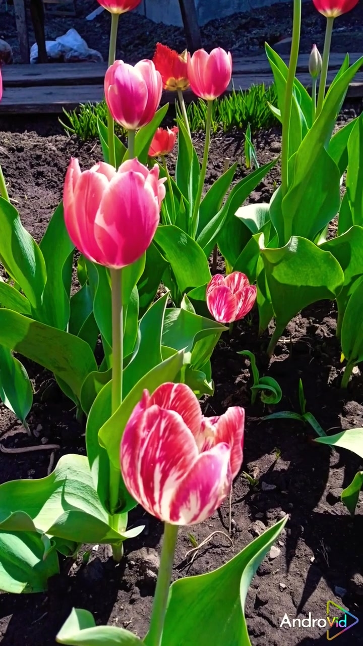 Февраль! Скоро весна! 🌱 Красивые тюльпаны! 03-02-2026 смотреть онлайн