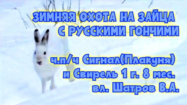 ЗИМНЯЯ ОХОТА НА ЗАЙЦА С РУССКИМИ ГОНЧИМИ ч.п/ч Сигнал(Плакуня) и Свирель 1г. 8 мес. вл. Шатров В.А.