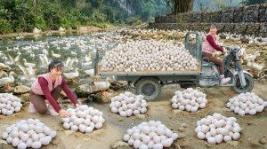 Собираю много утиных яиц на ферме,  6000 уток-несушек. Чтобы продать их на рынке.