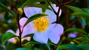 ПРОДОЛЖАЕМ ГУЛЯТЬ! ПАРК ЮЖНЫЕ КУЛЬТУРЫ:ФОНТАН И ЦВЕТУЩИЕ ГОРНЫЕ КАМЕЛИИ!СИРИУС. 23 НОЯБРЯ 2025 ГОДА.