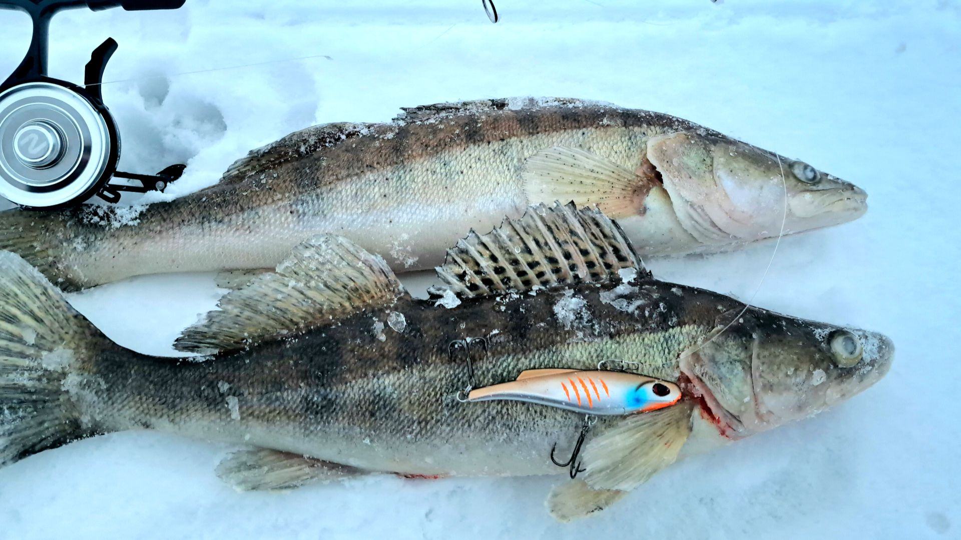ЗИМНЯЯ РЫБАЛКА НА СУДАКА 2026. Ловля судака на Вибы. река Волга, Чебоксарка день третий. смотреть онлайн