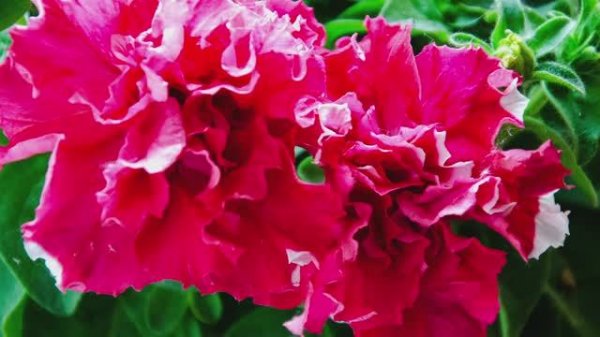 Как экономно посеять петунию в торфяные таблетки. Показываю подробно