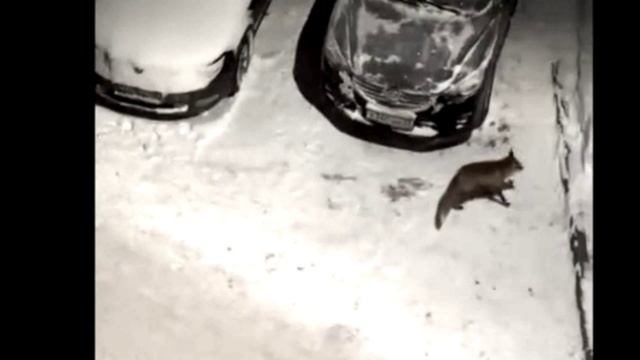 Лиса бежит по улице Офицерская во Владимире