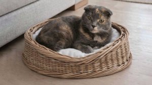 Плетем лежанку для кошки.  Запись эфира. часть 1