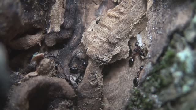 Муравьи Dolichoderus quadripunctatus смотреть онлайн