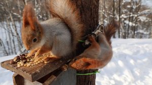 Немного о Толстой