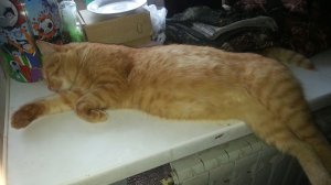 Мур-мур котик