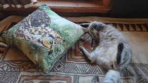 Деревня в холода, столичные деликатесы и серая непоседа