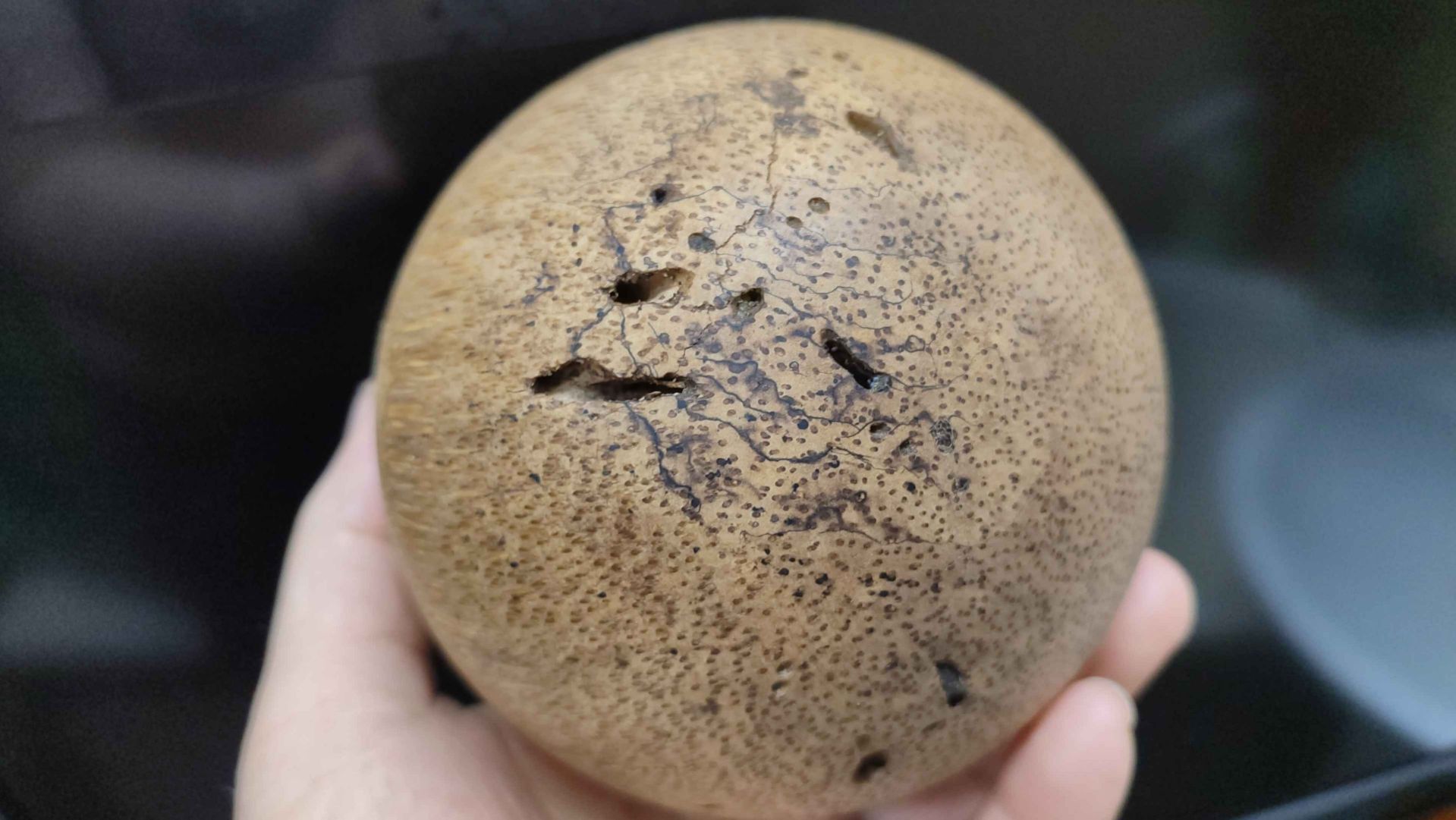 Пальмовый шар и шар из неизвестной породы дерева смотреть онлайн