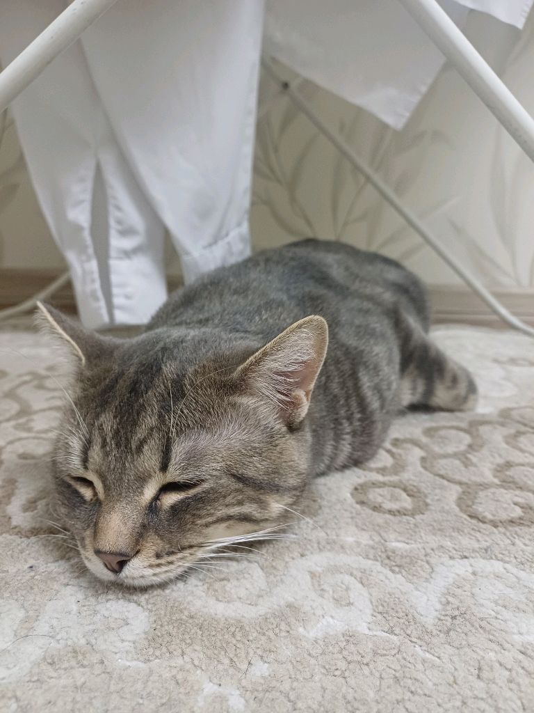 Ауф смотреть онлайн