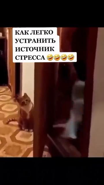 лёгкое решение а инициативе (даже котяра это понимает)