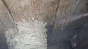 Избавление от шершней. Безопасный и эффективный способ избавиться от шершней