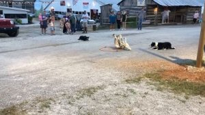 Цель собак - загнать уток в круг