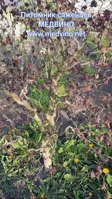 Кучерявый фундук Конторта смотреть онлайн