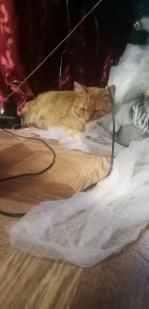 Песня Хаски Бандита