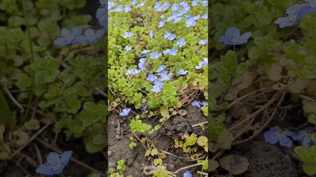 Весеннее Безмятежее