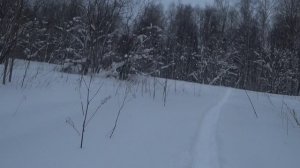 Охота на зайца 28.01.2026г. Мгновенный подьeм, заяц оказался дорожником.