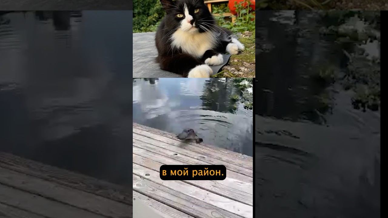 Гостеприимный местный житель встретил её у пристани