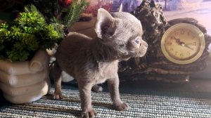 #Супер_МИНИ_чихуа Вива #лиловый_окрас #купить_щенка Зигурт нашёл  НОВЫЙ дом #продаю +79215950848