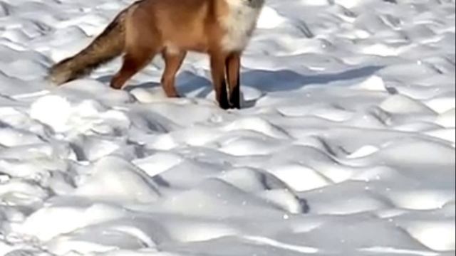 Лиса спокойно гуляет по окраинам Владимира