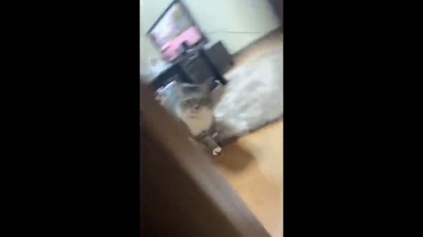 Unusual Memes Compilation V293