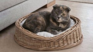 Плетем лежанку для кошки.  часть 2