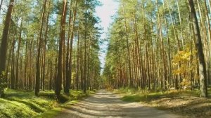 ВелоРЕЛАКС 5. Мещера Прекрасная!