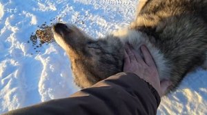Жалко псину. Кушай, друг!  Видео от Александра Буткова. ЯНАО