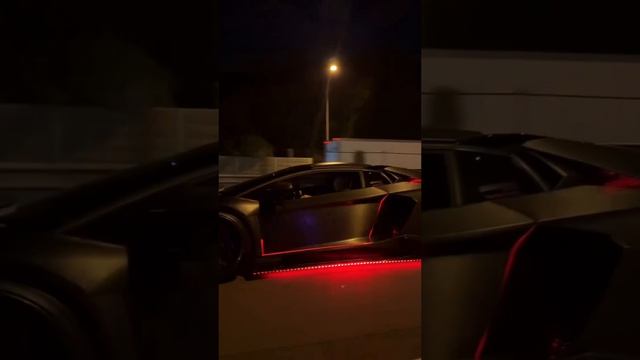 Rich _ Дикая кошка