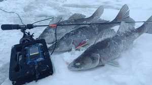 Рыбалка на судака , судак на виб .