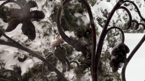 ДНЕВНИК лесного кота: «Барсик и метель!» - 02.02.2026