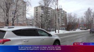 По материалам полиции осужден житель Серова, убивший йоркширского терьера по кличке Микки