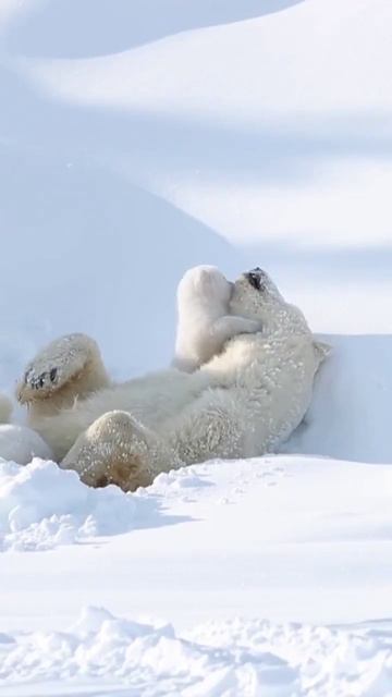 Мишки❤️ смотреть онлайн