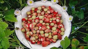 ЧАСТЬ 1- С ДИСКА ДЛЯ ВТОРОЙ ЛЕНЫ... - ДЛЯ СОХРАНЕНИЯ !!!