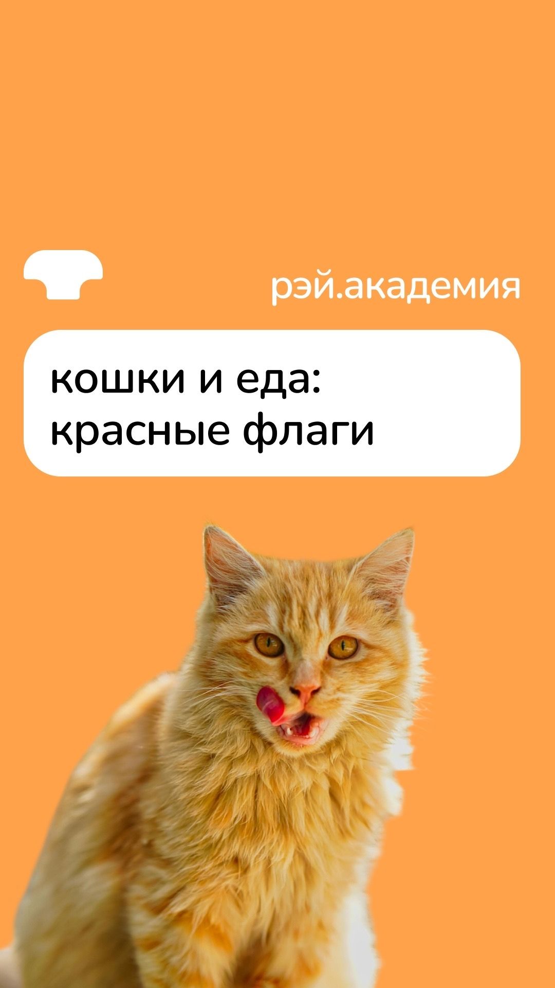 Когда аппетит кошки должен насторожить? смотреть онлайн