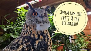 Сова Ёль делится впечатлениями о погоде. Распаковка фито ламп для урожая цитрусов и орхидей