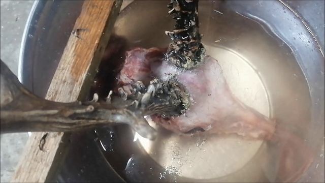 Изготавливаю череп косули на медальон своими руками часть 1 смотреть онлайн