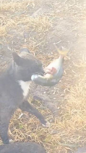 Отстоял свою добычу смотреть онлайн