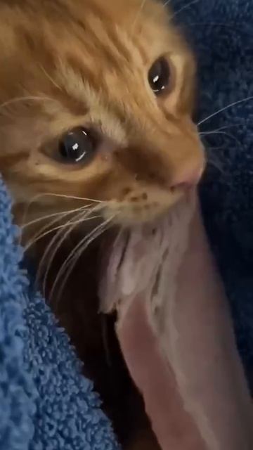 Когда хотел похудеть к лету,но всё такое вкусное смотреть онлайн