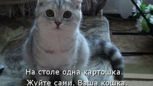 Прикольные мемы с животными