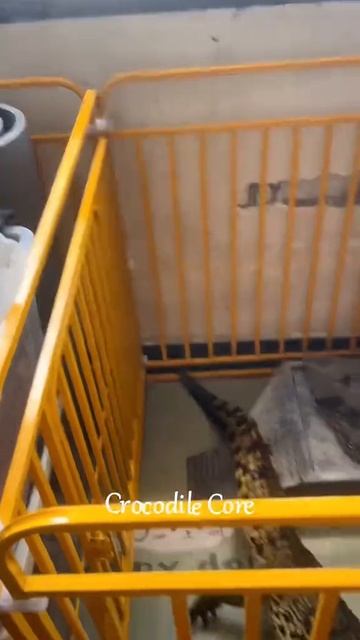 Будни крокодилов смотреть онлайн