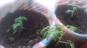 02.01.2026 Как чувствует себя рассада на окне, без подсветки (эксперимент не повторять).!