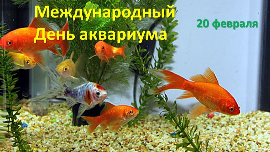 Международный День аквариума - 20 февраля смотреть онлайн
