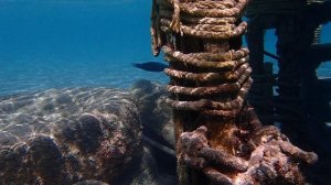 клюворыл Gomphosus caeruleus