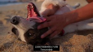 Мошенники и Инфоцыгане